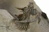 Two Spiny Erbenochile Trilobites With Gerastos - Stunning Association! #241562-9